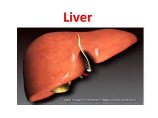 Liver
 