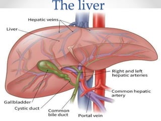 The liver
 