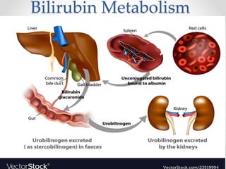 Bilirubin Metabolism
 