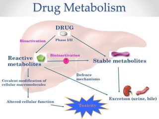 Drug Metabolism
 