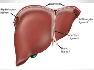 • Liver before and after auto repair
 