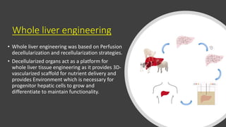 Whole liver engineering
• Whole liver engineering was based on Perfusion
decellularization and recellularization strategies.
• Decellularized organs act as a platform for
whole liver tissue engineering as it provides 3D-
vascularized scaffold for nutrient delivery and
provides Environment which is necessary for
progenitor hepatic cells to grow and
differentiate to maintain functionality.
 
