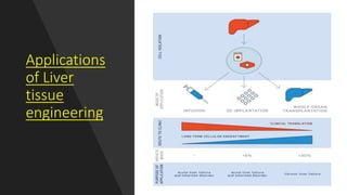 Applications
of Liver
tissue
engineering
 
