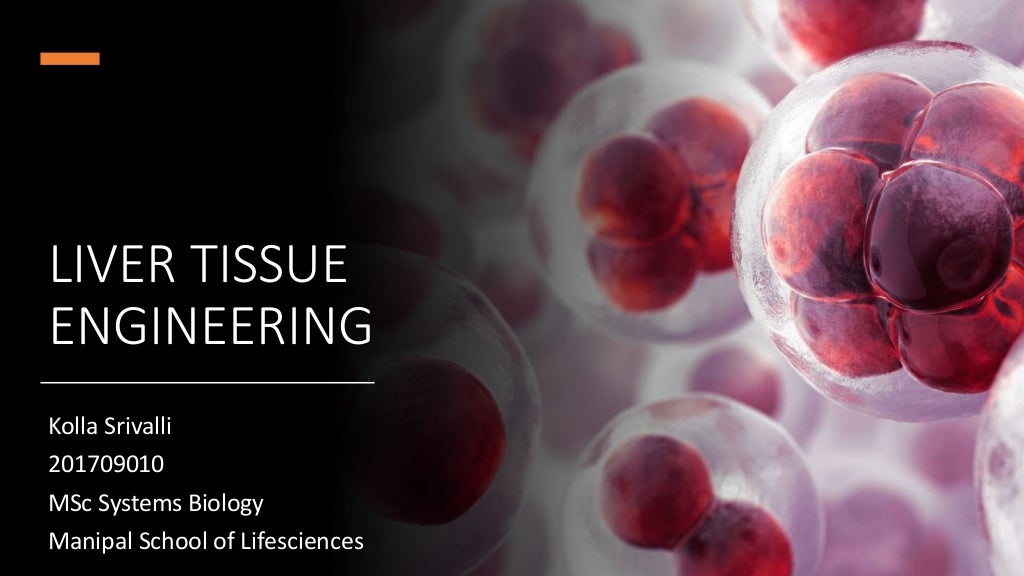 Liver tissue engineering