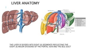 THE LIVER IS DIVIDED INTO EIGHT (8) SEGMENTS REFLECTING THE
EIGHT (8) MAJOR DIVISIONS OF THE PORTAL VEIN AND THE BILE DUCT
LIVER ANATOMY
 