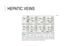 HEPATIC VEINS
 