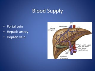 Blood Supply
• Portal vein
• Hepatic artery
• Hepatic vein
 