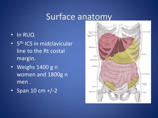 Surface anatomy
• In RUQ
• 5th ICS in midclavicular
line to the Rt costal
margin.
• Weighs 1400 g n
women and 1800g n
men .
• Span 10 cm +/-2
 
