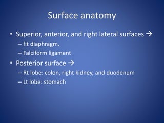 Surface anatomy
• Superior, anterior, and right lateral surfaces 
– fit diaphragm.
– Falciform ligament
• Posterior surface 
– Rt lobe: colon, right kidney, and duodenum
– Lt lobe: stomach
 