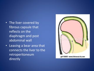 • The liver covered by
fibrous capsule that
reflects on the
diaphragm and post
abdominal wall
• Leaving a bear area that
connects the liver to the
retroperitoneum
directly
 