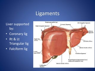 Ligaments
Liver supported
by:
• Coronary lig
• Rt & Lt
Triangular lig
• Falciform lig
 