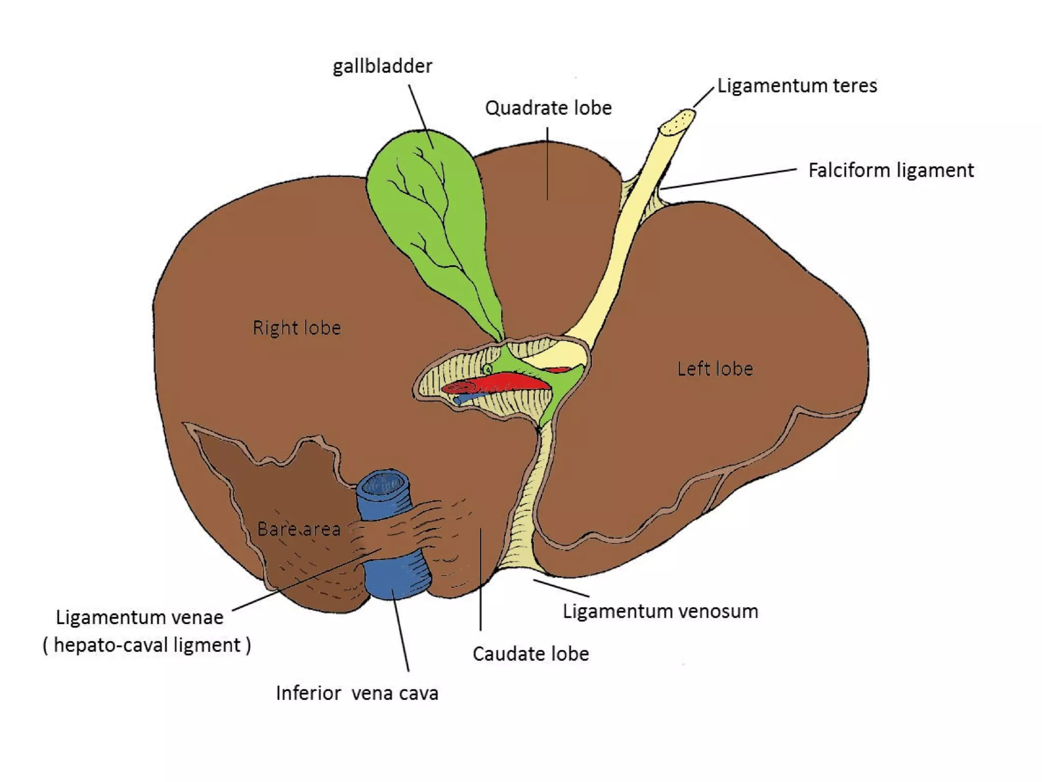 Liver Trauma (Liver Injury) | PPT | Free Download