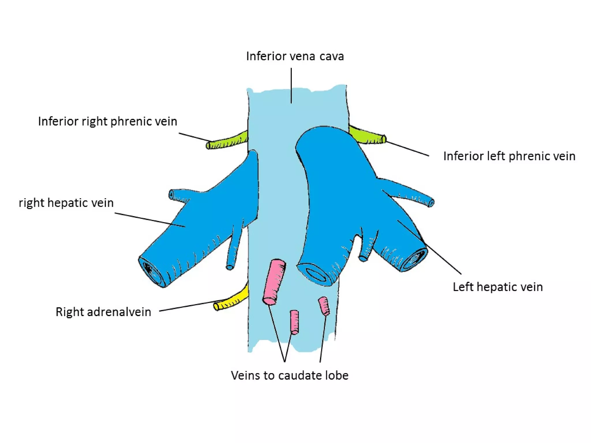 Liver Trauma (Liver Injury) | PPT | Free Download