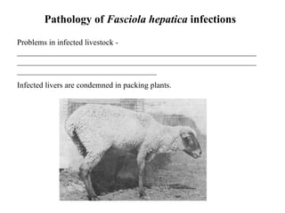 Pathology of  Fasciola hepatica  infections Problems in infected livestock - ___________________________________________________________________________________________________________________________________________________________ Infected livers are condemned in packing plants.   