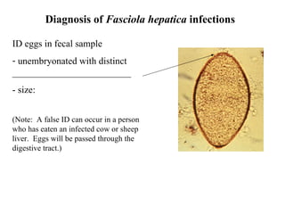 Diagnosis of  Fasciola hepatica  infections ID eggs in fecal sample  unembryonated with distinct _________________________ - size:  (Note:  A false ID can occur in a person who has eaten an infected cow or sheep liver.  Eggs will be passed through the digestive tract.) 