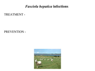 Fasciola hepatica  infections TREATMENT - PREVENTION - 