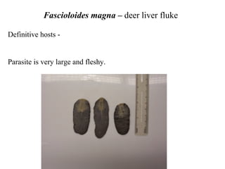 Fascioloides magna –  deer liver fluke Definitive hosts - Parasite is very large and fleshy. 