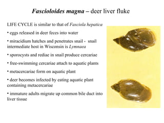 Fascioloides magna –  deer liver fluke LIFE CYCLE is similar to that of  Fasciola hepatica   eggs released in deer feces into water miracidium hatches and penetrates snail -  snail intermediate host in Wisconsin is  Lymnaea  sporocysts and rediae in snail produce cercariae free-swimming cercariae attach to aquatic plants metacercariae form on aquatic plant deer becomes infected by eating aquatic plant containing metacercariae immature adults migrate up common bile duct into liver tissue 