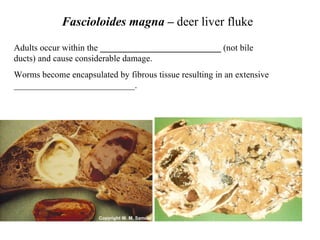Fascioloides magna –  deer liver fluke Adults occur within the  ___________________________  (not bile ducts) and cause considerable damage.  Worms become encapsulated by fibrous tissue resulting in an extensive ___________________________. 