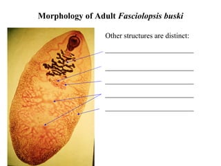 Morphology of Adult  Fasciolopsis buski Other structures are distinct: ________________________ ________________________ ________________________ ________________________ ________________________ 