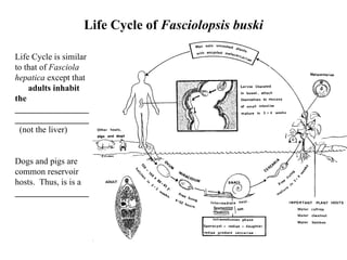 Life Cycle of  Fasciolopsis buski Life Cycle is similar to that of  Fasciola hepatica  except that  adults inhabit the __________________________________   (not the liver) Dogs and pigs are common reservoir hosts.  Thus, is is a  _________________   