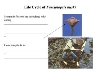 Life Cycle of  Fasciolopsis buski Human infections are associated with eating ________________________________ ________________________________ Common plants are ________________________________ _______________________________ 