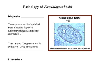 Pathology of  Fasciolopsis buski Diagnosis:   _________________ ___________________________ These cannot be distinquished from  Fasciola hepatica  (unembryonated with distinct operculum). Treatment:   Drug treatment is available.  Drug of choice is  ___________________________ Prevention -  