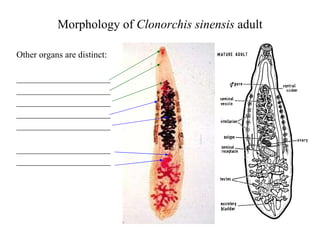 Morphology of  Clonorchis sinensis  adult Other organs are distinct: _____________________ _____________________ _____________________ _____________________ _____________________ _____________________ _____________________  
