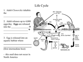 Life Cycle 1.  Adult  Clonorchis  inhabits the _______________________.   2.  Adult releases up to 4,000 eggs/day.  Eggs  are released into the _______________   _____________________   _____________________ 3.  Egg is released into an aquatic habitat where  ________________________________________________ (first intermediate host)  -  this snail does not occur in North America   