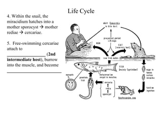 Life Cycle 4. Within the snail, the miracidium hatches into a mother sporocyst    mother rediae    cercariae. 5.  Free-swimming cercariae attach to  _________________  ( 2nd intermediate host ), burrow into the muscle, and become  ________________________ 