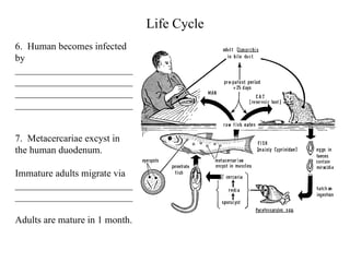 Life Cycle 6.  Human becomes infected by ________________________________________________________________________________________________  7.  Metacercariae excyst in the human duodenum. Immature adults migrate via ________________________ ________________________  Adults are mature in 1 month.  