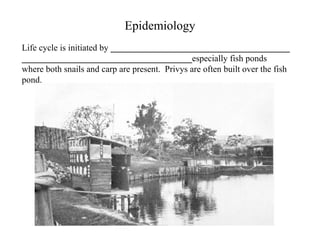 Epidemiology Life cycle is initiated by  ________________________________________ ______________________________________ especially fish ponds where both snails and carp are present.  Privys are often built over the fish pond. 