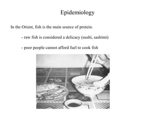 Epidemiology In the Orient, fish is the main source of protein. - raw fish is considered a delicacy (sushi, sashimi) - poor people cannot afford fuel to cook fish 