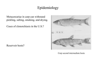 Epidemiology Metacercariae in carp can withstand pickling, salting, smoking, and drying.    Cases of clonorchiasis in the U.S.?   Reservoir hosts?  Carp second intermediate hosts 