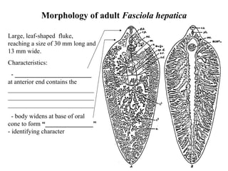 Morphology of adult  Fasciola hepatica Large, leaf-shaped  fluke, reaching a size of 30 mm long and 13 mm wide. Characteristics: -  ________________________   at anterior end contains the _________________________________________________________________________________ - body widens at base of oral cone to form  “_______________”  - identifying character 
