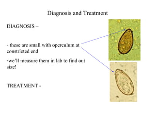 Diagnosis and Treatment DIAGNOSIS –  these are small with operculum at constricted end we’ll measure them in lab to find out  size! TREATMENT - 