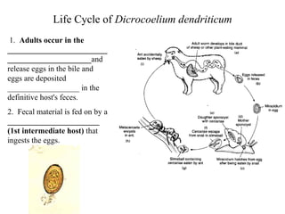 Life Cycle of  Dicrocoelium dendriticum 1.  Adults occur in the ______________________________________________ and release eggs in the bile and eggs are deposited __________________ in the definitive host's feces. 2.  Fecal material is fed on by a  _______________________ (1st intermediate host)  that ingests the eggs. 