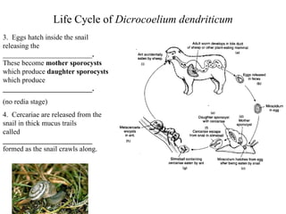 Life Cycle of  Dicrocoelium dendriticum 3.  Eggs hatch inside the snail releasing the _________________________ .  These become  mother sporocysts  which produce  daughter sporocysts  which produce  _________________________. (no redia stage) 4.  Cercariae are released from the snail in thick mucus trails  called  _________________________  formed as the snail crawls along. 