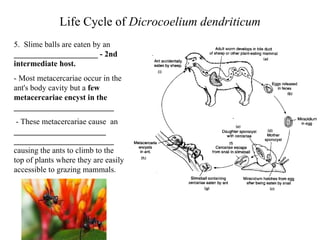 Life Cycle of  Dicrocoelium dendriticum 5.  Slime balls are eaten by an  _____________________ - 2nd intermediate host. - Most metacercariae occur in the ant's body cavity but a  few metacercariae encyst in the _________________________   - These metacercariae cause  an  _______________________ _________________________  causing the ants to climb to the  top of plants where they are easily accessible to grazing mammals. 