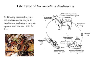 Life Cycle of  Dicrocoelium dendriticum 6.  Grazing mammal ingests ant, metacercariae excyst in duodenum, and worms migrate up common bile duct into the liver. 