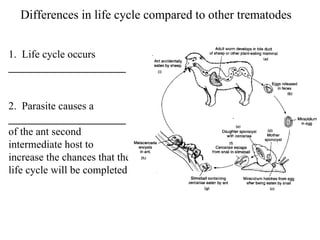Differences in life cycle compared to other trematodes 1.  Life cycle occurs  ______________________ 2.  Parasite causes a  ______________________  of the ant second intermediate host to increase the chances that the life cycle will be completed 
