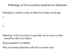 Pathology of  Dicrocoelium dendriticum  infections Pathology is similar to that of other liver flukes involving 1. 2. Pathology of  Dicrocoelium  is generally not as severe as that  caused by other liver flukes.  Drug treatment is available.  Why are human infections with  Dicrocoelium  rare? 