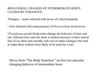 Movie from “The Body Snatchers” on first two parasites changing behavior of intermediate hosts BEHAVIORAL CHANGES OF INTERMEDIATE HOSTS CAUSED BY PARASITES: Pumpers – snails infected with larvae of a bird trematode Ants infected with metacercariae of  Dicrocoelium dendriticum Toxoplasma gondii  bradyzoites change the behavior of mice and rats. Infected mice and rats show a marked decrease in their natural fear of cat odors and actually seek out cat odors (changes that tend to make these rodents more likely to be eaten by a cat). 