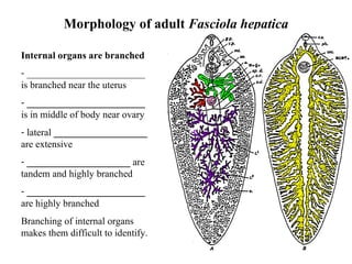 Morphology of adult  Fasciola hepatica Internal organs are branched ________________________ is branched near the uterus ________________________  is in middle of body near ovary lateral  ___________________  are extensive  _____________________  are tandem and highly branched ________________________  are highly branched Branching of internal organs makes them difficult to identify. 