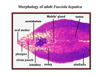 Morphology of adult  Fasciola hepatica acetabulum 