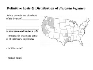 Definitive hosts & Distribution of  Fasciola hepatica Adults occur in the bile ducts of the livers of  _____________ ___________________________________________________________________________  in  southern and western U.S.    - presence in sheep and cattle is of veterinary importance in Wisconsin? human cases?  