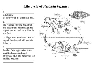 Life cycle of  Fasciola hepatica 1.  ________________________ inhabit the _________________ of the liver of the definitive host. 2.  ________________________ are released into the bile, enter the duodenum, pass through the digestive tract, and are voided in the feces. -  Eggs must be released into an aquatic habitat and will hatch in 14 days. 3.  ________________________ hatches from egg, swims about until finding a pond snail ( Lymnaea  sp.), and penetrates the snail to become a  ____________ __________________________. 
