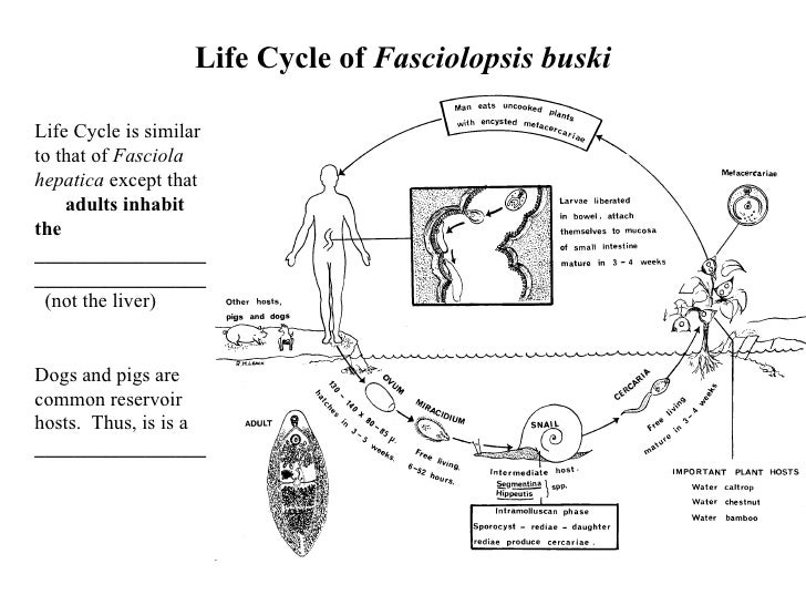 Fasciolopsis Buski And Fasciola Hepatica