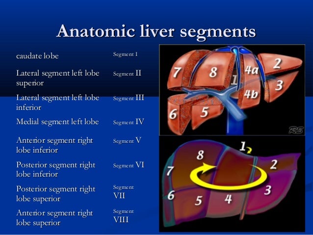 liver ultrasound liver segments