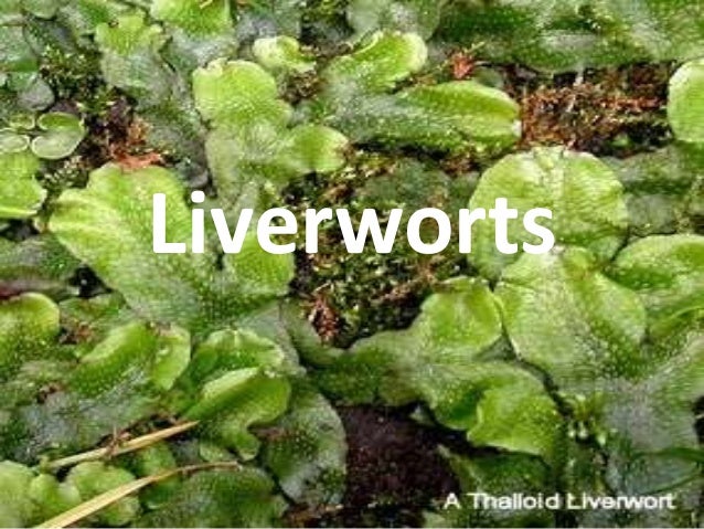 Image result for liverworts